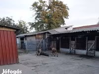 بز نر, بز — عکس 2