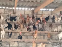 Chickens — foto 2