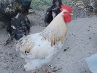 Chickens — عکس 1
