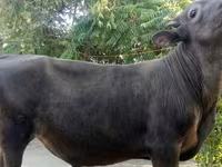 گاو نر, Swiss cattle — عکس 3