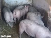 Krmača, Свиње — fotografija 3