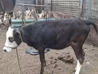 วัวตัวเมีย, Russian Black pied cattle — รูปภาพ 4