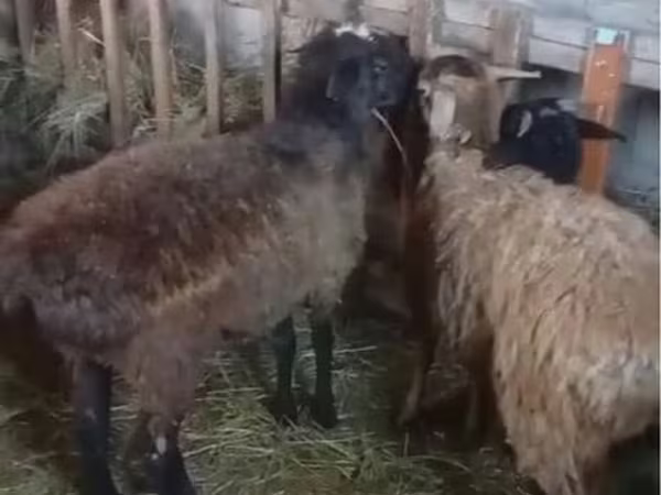 قوچ, گوسفند