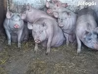 Säue, Schweine — Foto 1