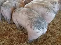 Schweine (Partie, Geschlecht nicht angegeben), Крупная белая — Foto 7