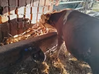 Bou, Simmental cattle — foto 3