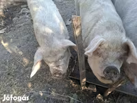 Prasata (šarže, pohlaví neuvedeno), Prasata — foto 1