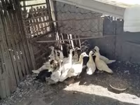 Ducks — 照片 4