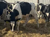 காளை, Russian Black pied cattle — புகைப்படம் 5