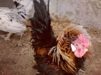 Chickens — foto 1