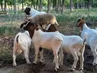تيس, Boer goat — الصورة 6