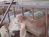 ভেড়ার পাঁঠা, Arashan sheep — ছবি 2