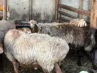 Vædder, Arashan sheep — foto 8