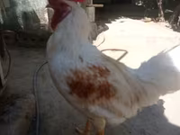 Chickens — عکس 1