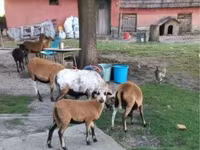 Овца, Cameroon sheep — снимка 3
