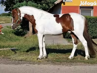 Cavalo, Cavalos — foto 1