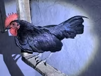 डेनिश हेन — फ़ोटो 5