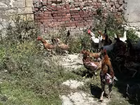 Chickens — fotografija 5