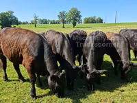Cow, Aberdeen-Angus — photo 2