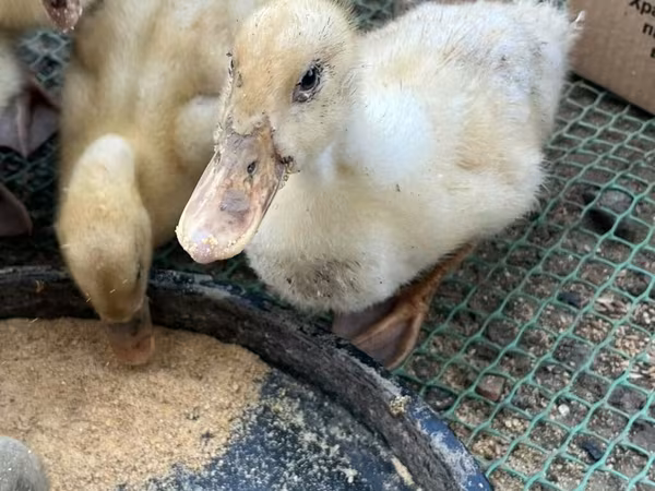 Ducks