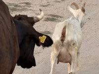 Koza, Saanen goat — foto 5