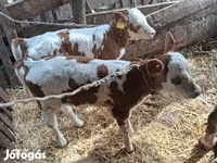 Lembu betina, Simmental cattle — foto 1