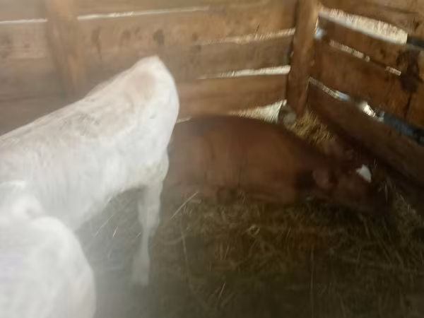 گاو و گوساله (گروه، جنسیت مشخص نشده), Simmental cattle — قرقیزستان