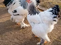 Chickens — zdjęcie 5