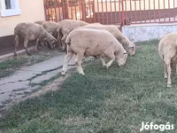 قوچ, Ile-de-France sheep — عکس 3