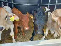 Býk, Simmental cattle — foto 2
