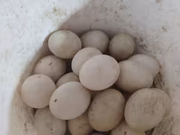 Ducks — الصورة 3
