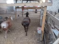 Får, Arashan sheep — foto 3