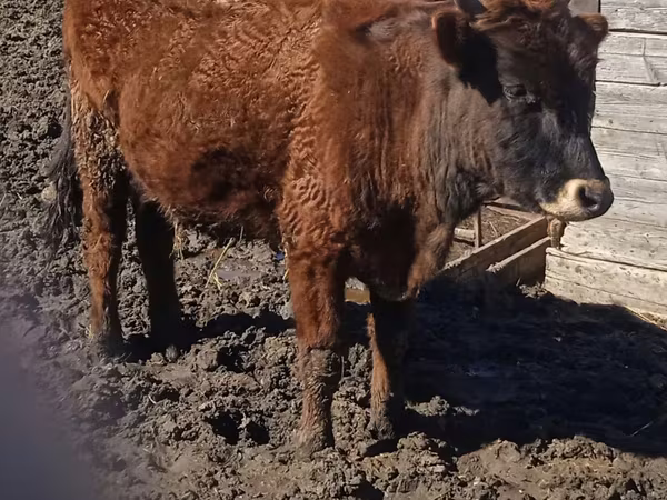 Lembu jantan, Cattle