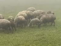 በግ, Sheep — ፎቶ 3