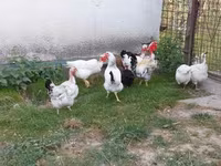 Chickens — 2. fotó