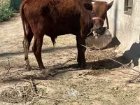 گاو نر, گاو — عکس 4