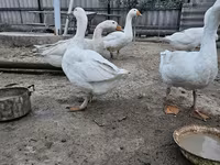 Geese — fotografija 3