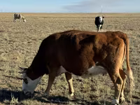 암소, Simmental cattle — 사진 5