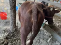 گاو ماده, گاو — عکس 1