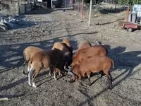 Хуц, Cameroon sheep — 3 зураг