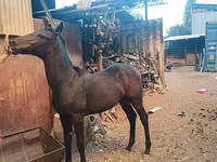 Cavallo, French Trotter — foto 1