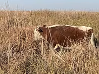گاو نر, گاو سفیدسر قزاقستانی — عکس 2
