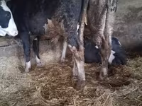 Bik, Russian Black pied cattle — fotografija 4