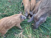 หมูป่าตัวผู้, Мангалица — รูปภาพ 2