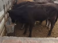 Bò đực, Gia súc — ảnh 1