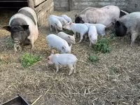 Cinghiale, Вьетнамская вислобрюхая — foto 3