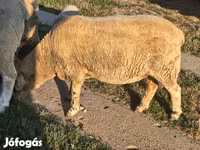 قوچ, Ile-de-France sheep — عکس 8