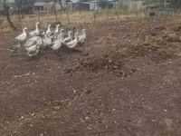 Geese — foto 4