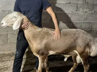 แกะตัวผู้, Arashan sheep — รูปภาพ 3