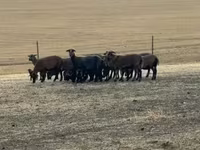 Oi (lot, sex nespecificat), Cameroon sheep — foto 8